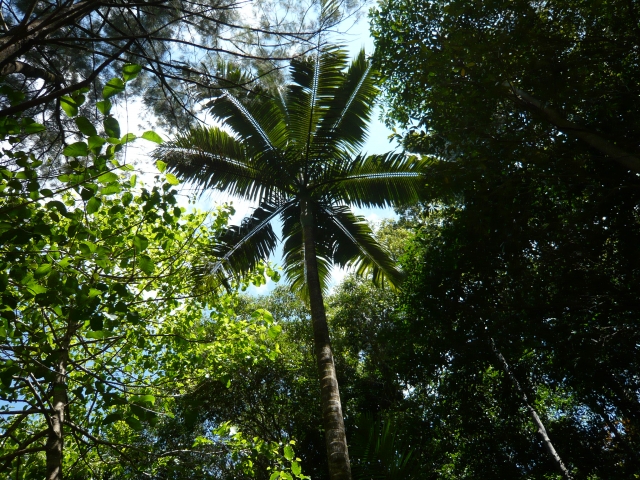 キュランダ　熱帯雨林